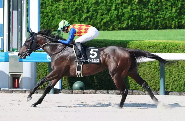 【カペラＳ】単勝８倍以下が５頭の混戦模様　１番人気は連勝中の３歳馬テーオーエルビスで４・５倍　前日最終オッズ