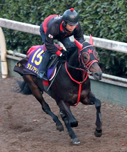 【朝日杯ＦＳ】Ｇ１初挑戦の西園翔調教師が送り出すタガノアラリアは４枠６番　「ちょうどいい枠だと思います」