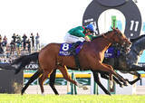 「【注目馬動向】約１３億円ゲットのチャンス　カランダガンはジャパンＣ連覇が最大目標「東京以外で姿を見せる可能性は低い」」の画像1