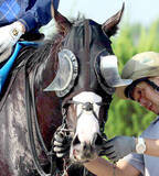 「シュトラウスがＵＡＥのアブダビゴールドカップに出走　鞍上はジョアン・モレイラ騎手」の画像1