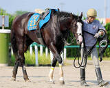 「アラブ首長国連邦のアブダビゴールドＣ制覇のシュトラウスが帰国」の画像1