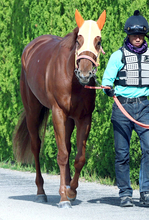 【桜花賞】２歳女王スターアニスは７枠１５番　高野調教師「与えられた枠でジョッキーに任せます」