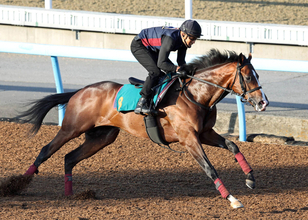 【ＰＯＧ】母系にＧ１活躍馬がズラリ　２０日東京デビューのコナパームスに森一誠調教師「心肺機能が高くていい馬」