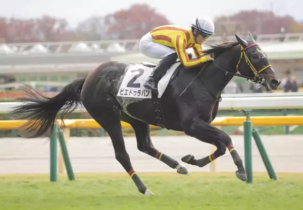 【私の推し馬】牧場経験者の私は今後の活躍を確信！「感謝の気持ちは常に...」そう話す千葉調教師管理のピエドゥラパン