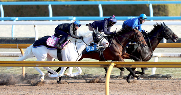 【クイーンＣ１週前】武豊騎手騎乗で白毛のマルガが併せ馬も遅れ…　陣営「前走のような競馬を覚えていければ」