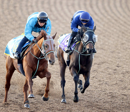 【フェブラリーＳ】ペリエールは２週続けて好調教　佐々木大輔騎手「昨年末より調子が一段上がっている印象」