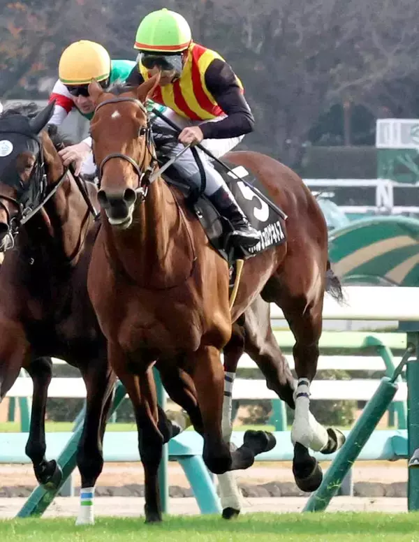 【注目馬動向】京成杯１２着のポルフュロゲネトスは山吹賞へ　社台グループオーナーズが発表