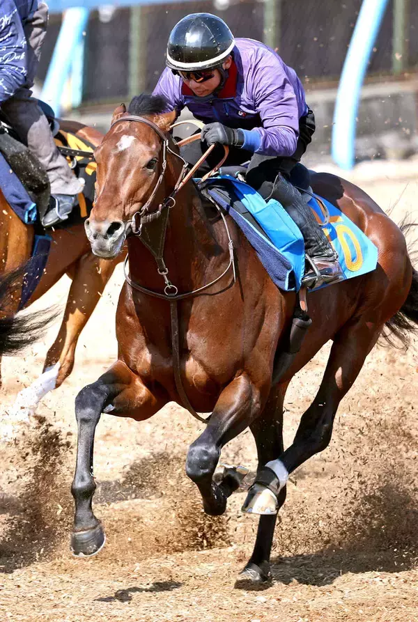 【下総Ｓ・西山の特注馬】大幅馬体増を叩いたターコイズフリンジの一変あり