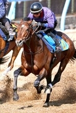 【下総Ｓ・西山の特注馬】大幅馬体増を叩いたターコイズフリンジの一変あり