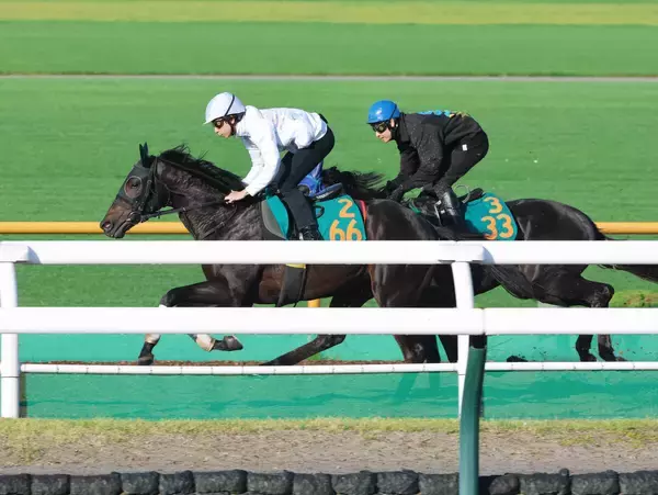 【ＰＯＧ】エフフォーリア産駒のアゴルディーノが２７日の函館・芝１２００メートルで横山和生騎手とのコンビでデビュー