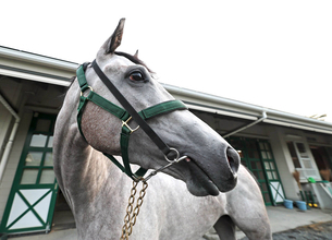 【北九州記念】３歳牝馬は過去５年で好成績　デアヴェローチェ絶好機　陣営「結果を出してスプリンターズＳに」