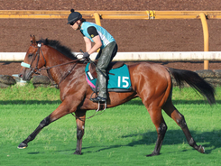 【今週のトク注新馬】乗り込み量十分なサンライズジャポネは札幌の芝で初陣　半兄はサンライズジパング「芝もダートもやれそう」