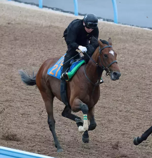 【関屋記念】ダノンセンチュリーはＷコースで軽快な走り　宮田調教師「暑くなったなかでも活気を失わずこれている」