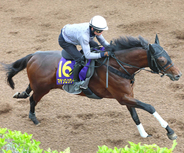 【注目馬動向】マテンロウゲイルの復帰戦は古馬相手のチャレンジＣに変更　鞍上は引き続き横山和生騎手