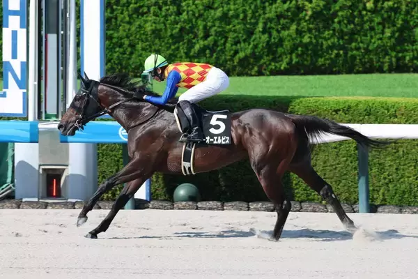 【カペラＳ】４連勝での重賞初制覇を狙うテーオーエルビス２枠４番　昨年覇者ガビーズシスター５枠９番　枠順決定