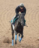 「【私の推し馬】兄弟でのダービー制覇も夢じゃない！？まだ１勝馬でも成長力抜群のチャリングクロス　」の画像1