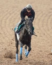 【私の推し馬】兄弟でのダービー制覇も夢じゃない！？まだ１勝馬でも成長力抜群のチャリングクロス　