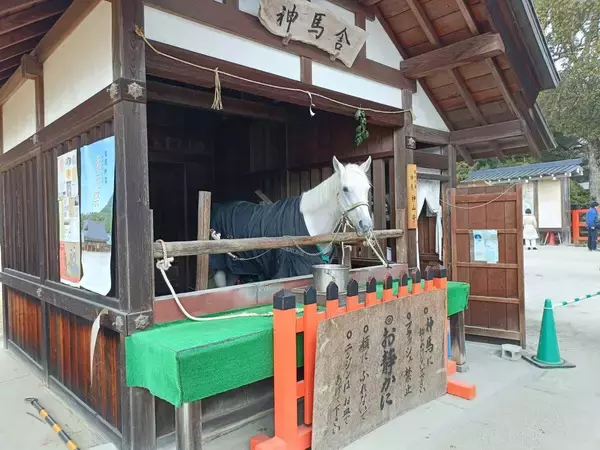 ペコリ…礼儀正しくお辞儀する“神様の馬”が「美しい」と大人気！京都「上賀茂神社」の神馬は元競走馬