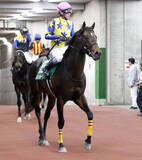 「【新潟大賞典】まさかの最下位１５着...「直線半ばまではおっと...」武豊騎手のキタサンブラック半弟シュガークン復活ならず」の画像1