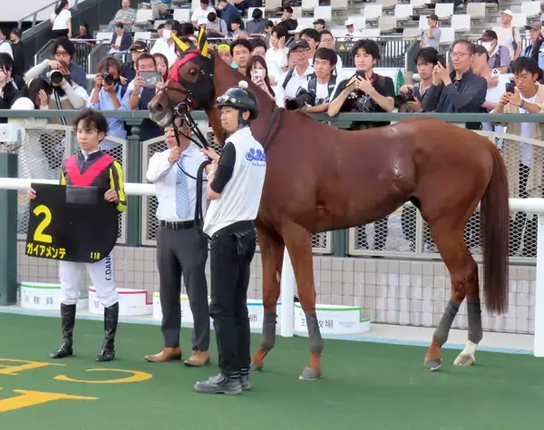 【京都１１Ｒ・都大路Ｓ】ガイアメンテがレコード勝ち　団野騎手「この年齢でもまだまだ元気いっぱい」