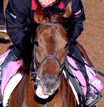 【スパーキングＬＣ】唯一の３歳馬タマモフリージアは古馬と初対決で２着　田口貫太騎手「最後はこの馬らしい脚」