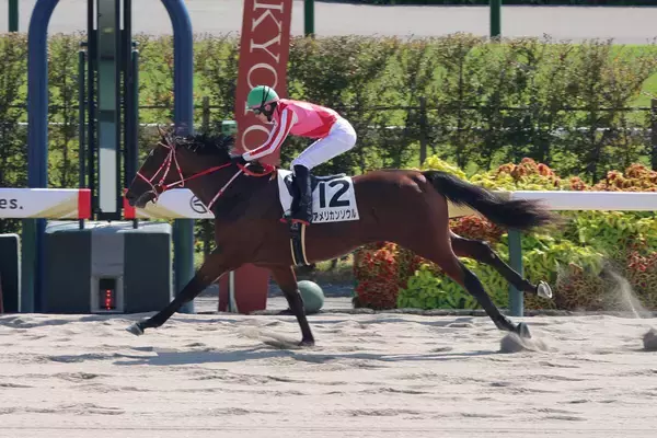 【京都４Ｒ・２歳新馬】フライトライン産駒アメリカンソウルが３馬身差快勝　矢作調教師「ダート路線でいこうと思います」