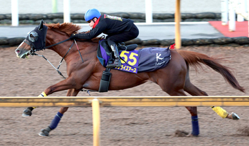 【注目馬動向・古馬】ジャパンＣ１５着のサンライズアースは池添謙一騎手とのコンビ継続で有馬記念が目標