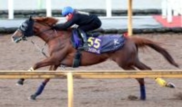 【注目馬動向・古馬】ジャパンＣ１５着のサンライズアースは池添謙一騎手とのコンビ継続で有馬記念が目標