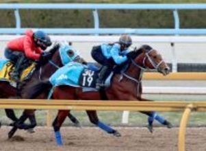 【クロッカスＳ】馬なりでラスト１１秒０！抜群のタイム出したアスミル　陣営「かなり成長してくれています」