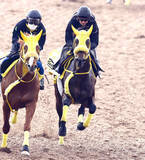 「【フェブラリーＳ】ウィルソンテソーロは併走遅れも好調維持　高木調教師「折り合いもついて良い追い切り」」の画像1