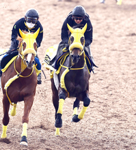 【フェブラリーＳ】ウィルソンテソーロは併走遅れも好調維持　高木調教師「折り合いもついて良い追い切り」