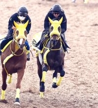 【フェブラリーＳ】ウィルソンテソーロは併走遅れも好調維持　高木調教師「折り合いもついて良い追い切り」