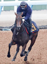 【注目馬動向】東京スポーツ杯２歳Ｓの覇者パントルナイーフは皐月賞トライアルを視野