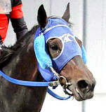 「【川崎記念】東京大賞典王者のディクテオンは末脚不発で５着　矢野貴之騎手「広いコースで、乾いた馬場のほうが...」」の画像1