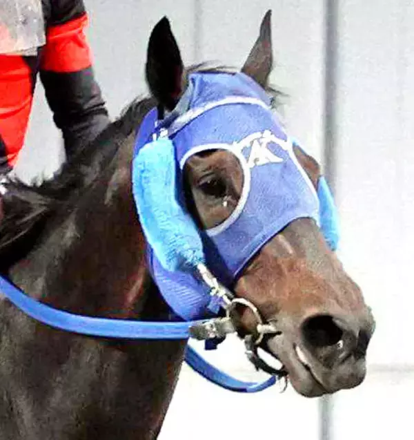 【川崎記念】東京大賞典王者のディクテオンは末脚不発で５着　矢野貴之騎手「広いコースで、乾いた馬場のほうが...」