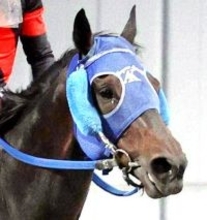 【川崎記念】東京大賞典王者のディクテオンは末脚不発で５着　ビッグレース連勝はならず