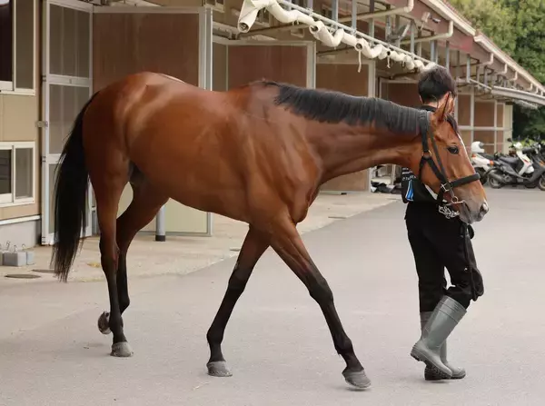 【Ｇ１・１週前まとめ】ホーエリート、戸崎を背に調教で鋭い伸び　田島調教師「展開ひとつで挽回できる」天皇賞・春