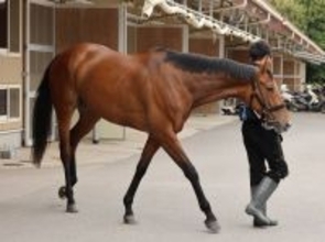 【Ｇ１・１週前まとめ】ホーエリート、戸崎を背に調教で鋭い伸び　田島調教師「展開ひとつで挽回できる」天皇賞・春