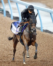 【Ｇ１特捜リレー】美浦・西山の狙いは紅一点の桜花賞馬　陣営の地道な努力が実を結ぶ