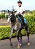 「【注目馬動向】アドマイヤテラは凱旋門賞へ向け９月６日に出国　友道調教師「レース後も問題はありません」」の画像1