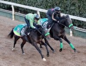 【若駒Ｓ】昨年リーディング厩舎のダークマルスが一発狙う　杉山晴調教師「（状態は）今回の方がかなりいい」