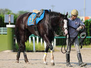 【注目馬動向】シュトラウスは香港・チャンピオンズマイルの招待を受諾へ　キャロットクラブが発表