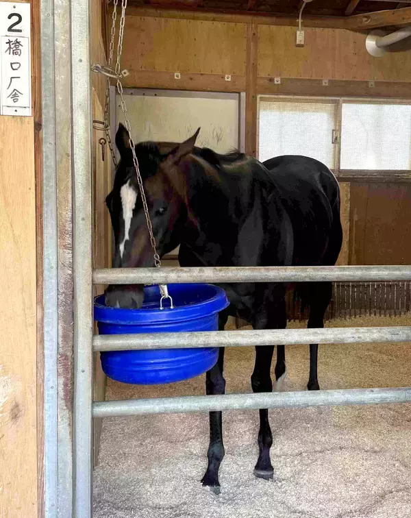 【安田記念・土曜気配】セイウンハーデスが得意の東京コースで大駆け狙う　輸送もバッチリで陣営「すごくいい状態」