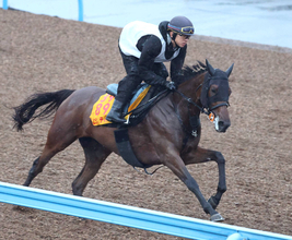 【府中牝馬Ｓ・枠順確定】舞台ベストのニシノティアモは４枠８番　菊沢父子で重賞連勝狙うコガネノソラは６枠１２番