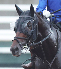 【セントライト記念】川田将雅騎手の４番人気バステールは１３着　秋初戦まさかの結果に「馬場が合わなかった」と斉藤崇調教師