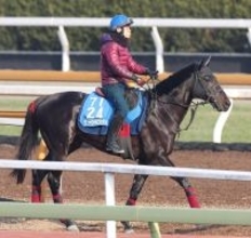 【中山大障害】ジューンベロシティがＣＷコースで好仕上がりをアピール　高田潤騎手「仕上がりに関しては申し分ない」