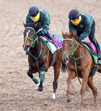 【フェアリーＳ】１戦１勝ファンクションが軽快に併入　斎藤誠調教師「前走よりも前向きさが出てきた」