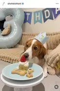 大谷翔平、デコピンの３歳の誕生日を報告　ケーキをペロリ…躍動感ある連続写真も「１年でも長く生きてほしい」