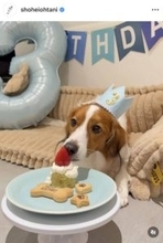 大谷翔平、デコピンの３歳の誕生日を報告　ケーキをペロリ…躍動感ある連続写真も「１年でも長く生きてほしい」