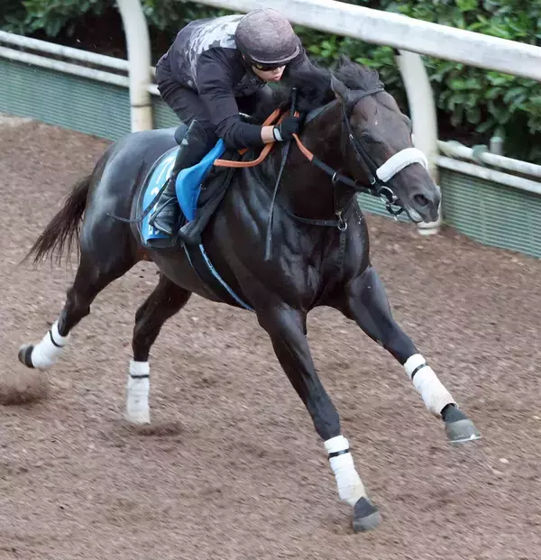 【東海Ｓ】マテンロウコマンドは加速ラップで５３秒６―１２秒３をマーク　陣営「体を大きく使って、最後まで集中」